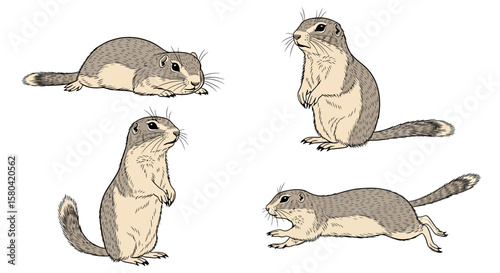 Long-tailed ground squirrel in various poses and movements  