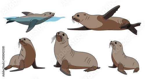 Northern fur seals in various poses on a white background  
