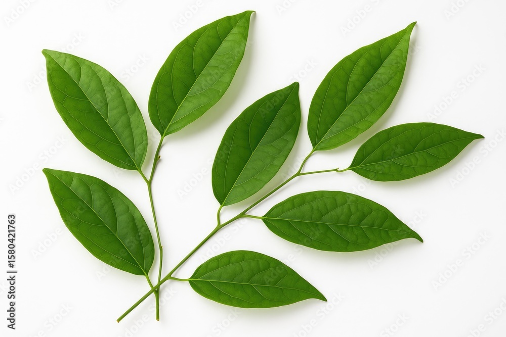 Fototapeta premium Herbal and vegetable extracts from Tiliacora triandra and fresh bamboo grass leaves used in diabetes treatment, isolated on white background