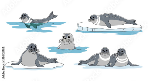 Ringed seals in different poses swimming and resting on ice floats  
