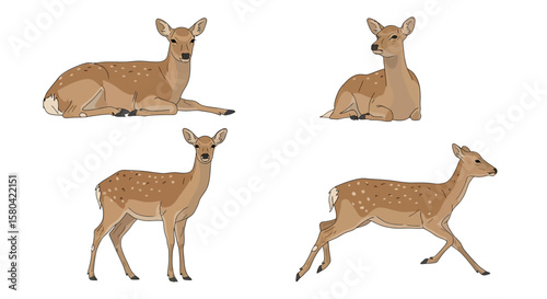 Sika deer in different poses and postures showing variety of stances  