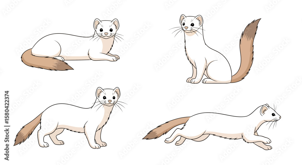 Fototapeta premium Stoat (Ermine) in different poses on a white background - Concept of Animals in different poses 