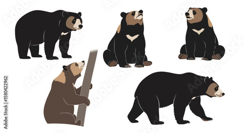 Sun Bear illustrations in various poses and actions, Concept of Animals in different poses  