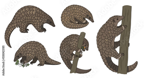 Sunda pangolins in various poses on a white background - Concept of Animals in different poses  