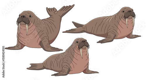 Animated walrus in different poses showcasing unique features  