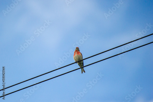 the common linnet on a wire