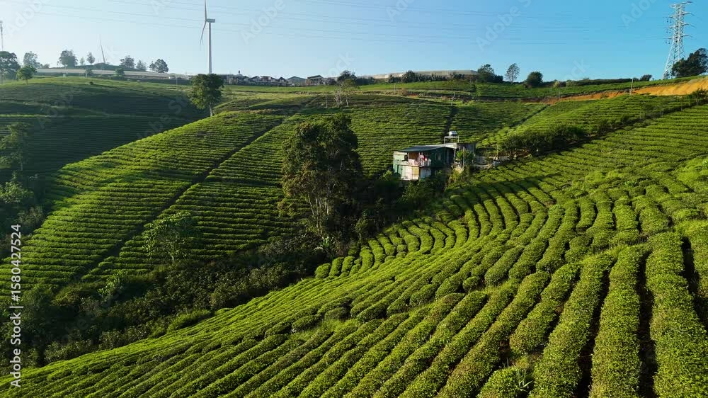 Huge tea hills under the morning sunlight in Da Lat - Vietnam | Tea fields | drone