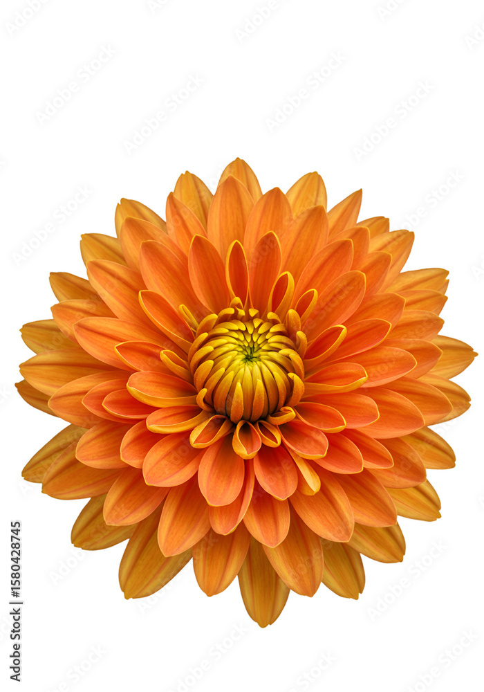 Isolated Transparent Background Orange Flower Petals Bloom Floral Macro Isolated Transparent Background Orange Flower Petals Bloom Floral Macro