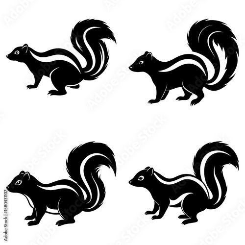 Four skunks in black and white with bushy tails and distinctive stripes standing in different poses