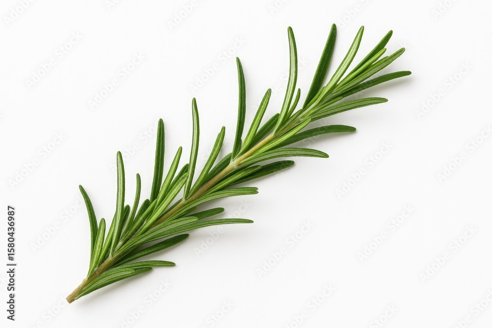 Fototapeta premium Single rosemary herb on a plain white backdrop