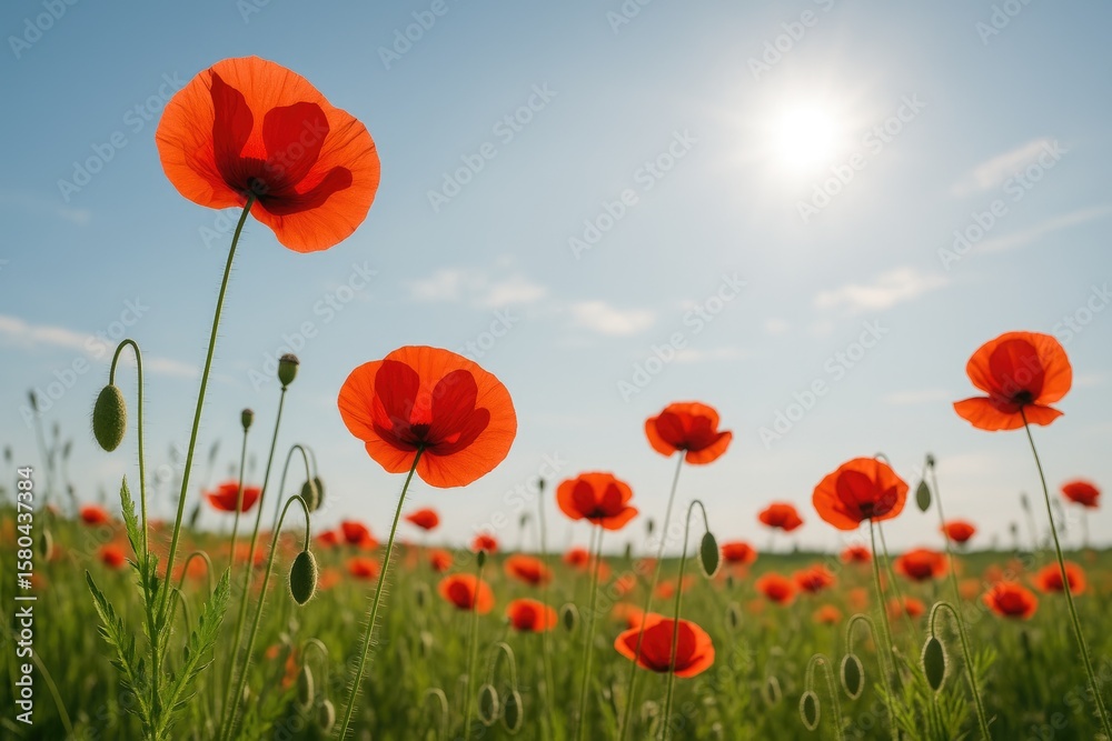 Fototapeta premium Bright daylight illuminating poppies