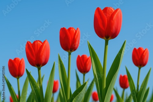 Crimson Bloom of a Tulip