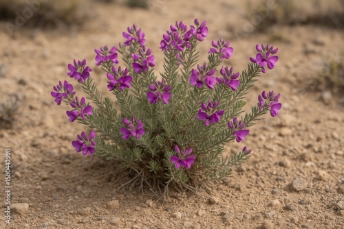 Discovering the Unique Features of Polygala salasiana