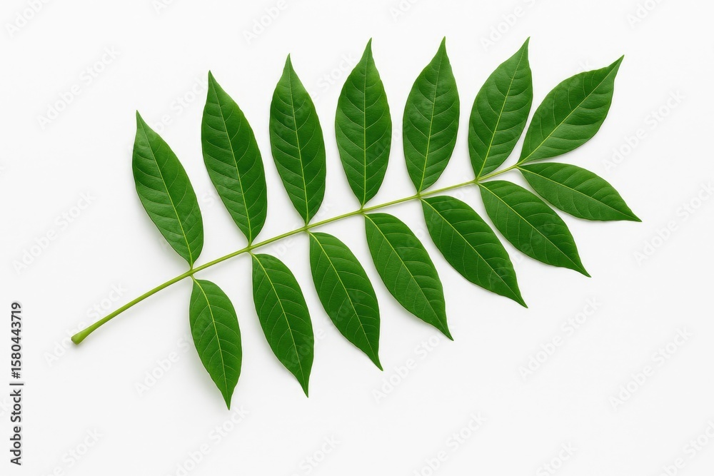 Fototapeta premium Spondias dulcis foliage displayed against a plain white backdrop