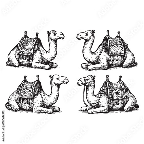 Photography Funny cartoon camel illustration in desert with other wild animals