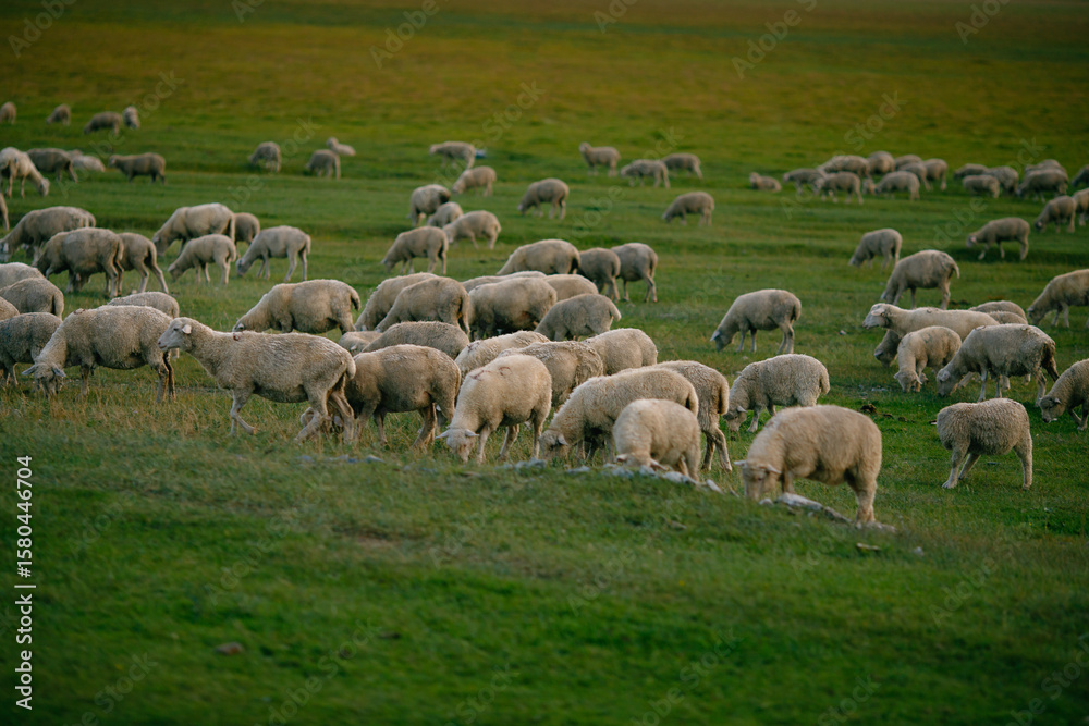 Flock of sheep grazing on rolling green pasture under clear sky Flock of sheep grazing on rolling green pasture under clear sky