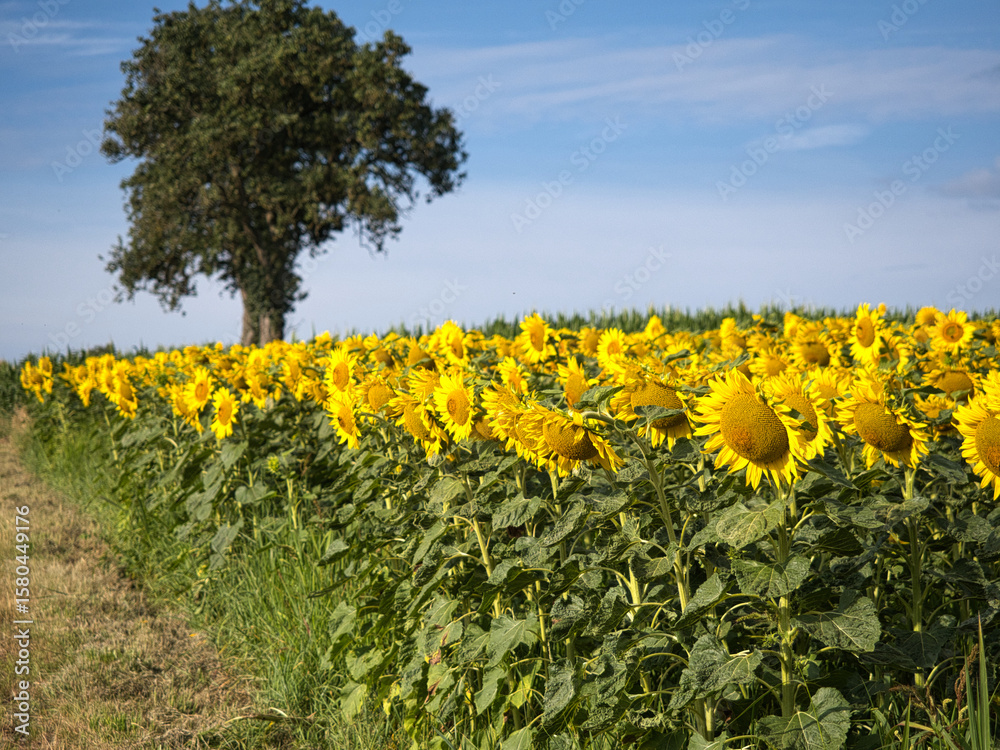 Obraz premium A field of yellow sunflowers with a tree in the background