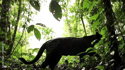 Silhouette of a jaguar in a lush jungle