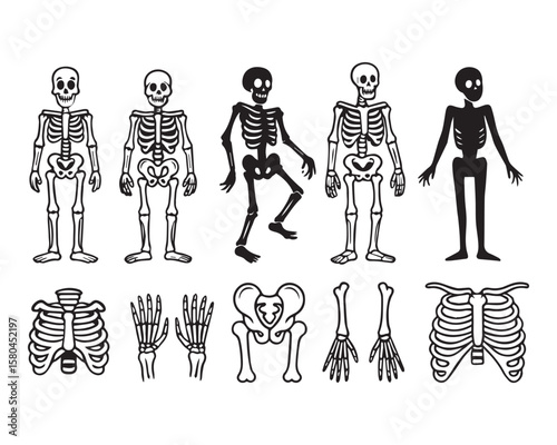 SKELETON SVG