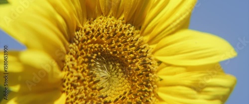 Flower of sunflower against blue sky 4K scope footage