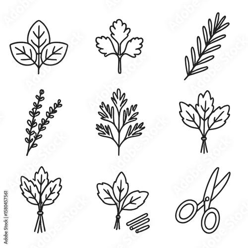 Herb Outline Icons. Outline style icons of Fresh Herb Bundle: basil leaves, parsley sprig, cilantro bunch, rosemary twig, thyme