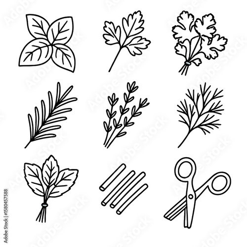 Herb Outline Icons. Outline style icons of Fresh Herb Bundle: basil leaves, parsley sprig, cilantro bunch, rosemary twig, thyme