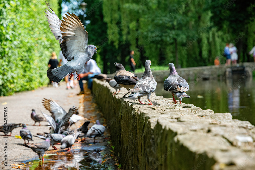 Fototapeta premium Feeding pigeons on the street