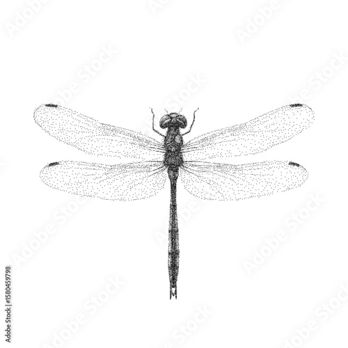 Black and white drawing of a dragonfly, detailed wings. Retro pop art stipple sketch, paper photocopy texture, threshold.