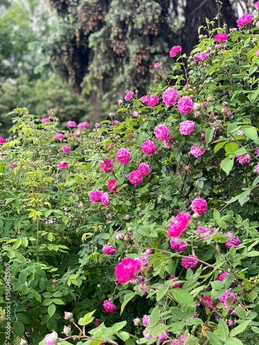 Pink roses blooming in lush garden, surrounded by green foliage, creating vibrant natural background