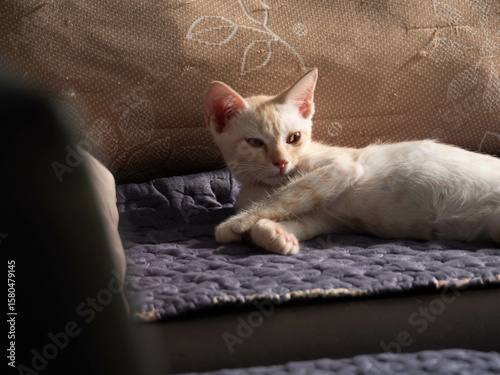 Adorable Sleeping Cat in Soft Natural Light