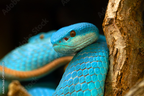 Trimeresurus insularis or Indonesian pit viper, Lesser Sunda Islands pit or Sunda white-lipped pit or red-tailed pit viper, portrait of a blue-colored version of a beautiful Indonesian venomous snake.