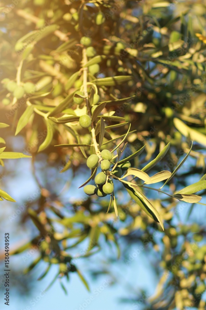 Fototapeta premium olive branch in the sun