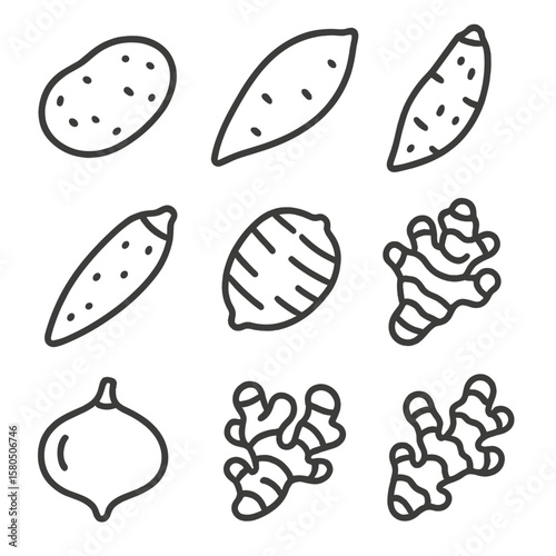 Tubers Line Icons. Line style icons of Tubers: potato, sweet potato, yam, cassava, taro, Jerusalem artichoke, jicama, ginger,