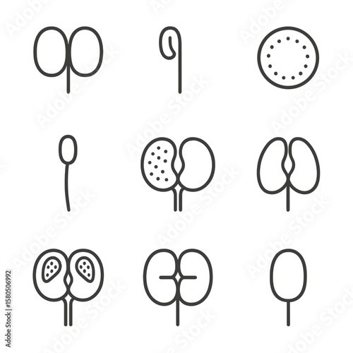 Stamen Anatomy Icons. Outline style icons of Stamen Structure Details: anther lobe, connective tissue, pollen grain, filament