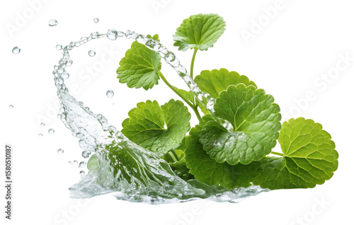 Fresh green gotu kola leaves with a dynamic water splash isolated on transparent background