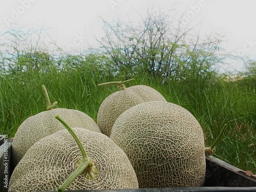 Japanese melon on the filed local Thailand 