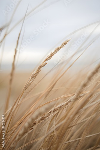 Close up of wheat field nature photography golden wheat stalks and blue sky background