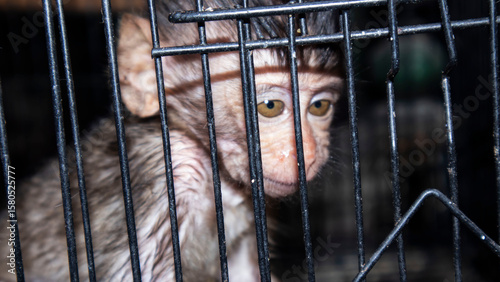 baby monkey in an iron cage