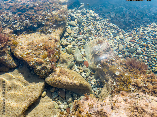 Fototapeta Naklejka Na Ścianę i Meble -  Tropical underwater view with fish and reef rocks in crystal clear shallow sea water, ideal scene for snorkeling, marine nature and travel background
