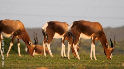 Bontebok antelopes grazing on short grass 4k video.