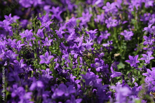 purple flowers in the field
