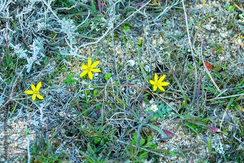 First little march Yellow star of Bethlehem (Ornithogalum lutem) in seaside sandy-shell steppe Arabatskaya strelka, Crimea. Flowers pressed to ground as constant wind, Wind-resistant vegetation