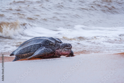 Leatherback sea turtle (Dermochelys coriacea) emerging from the Atlantic Ocean onto a sandy beach during nesting season in French Guiana.