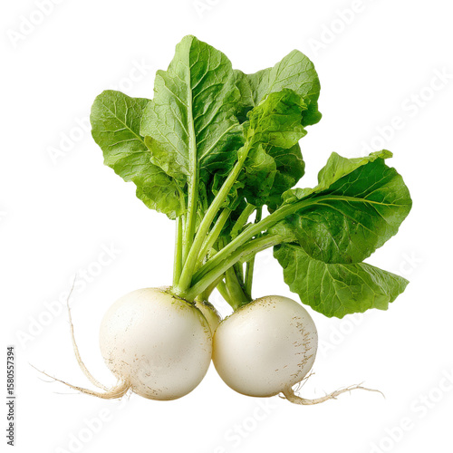 Two turnips with leaves on transparent Background
