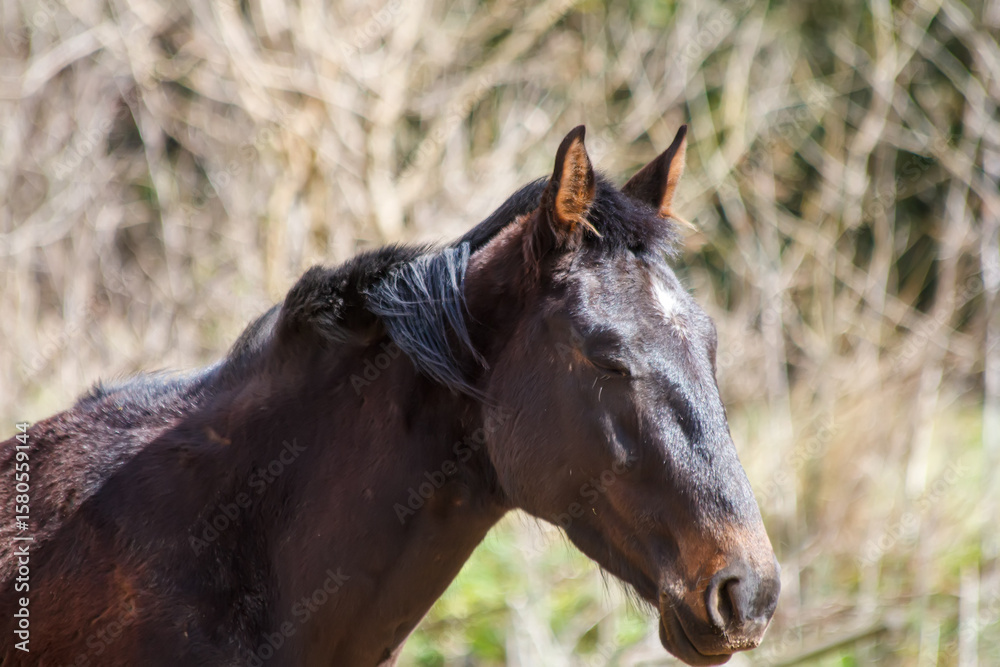 Fototapeta premium portrait of a horse