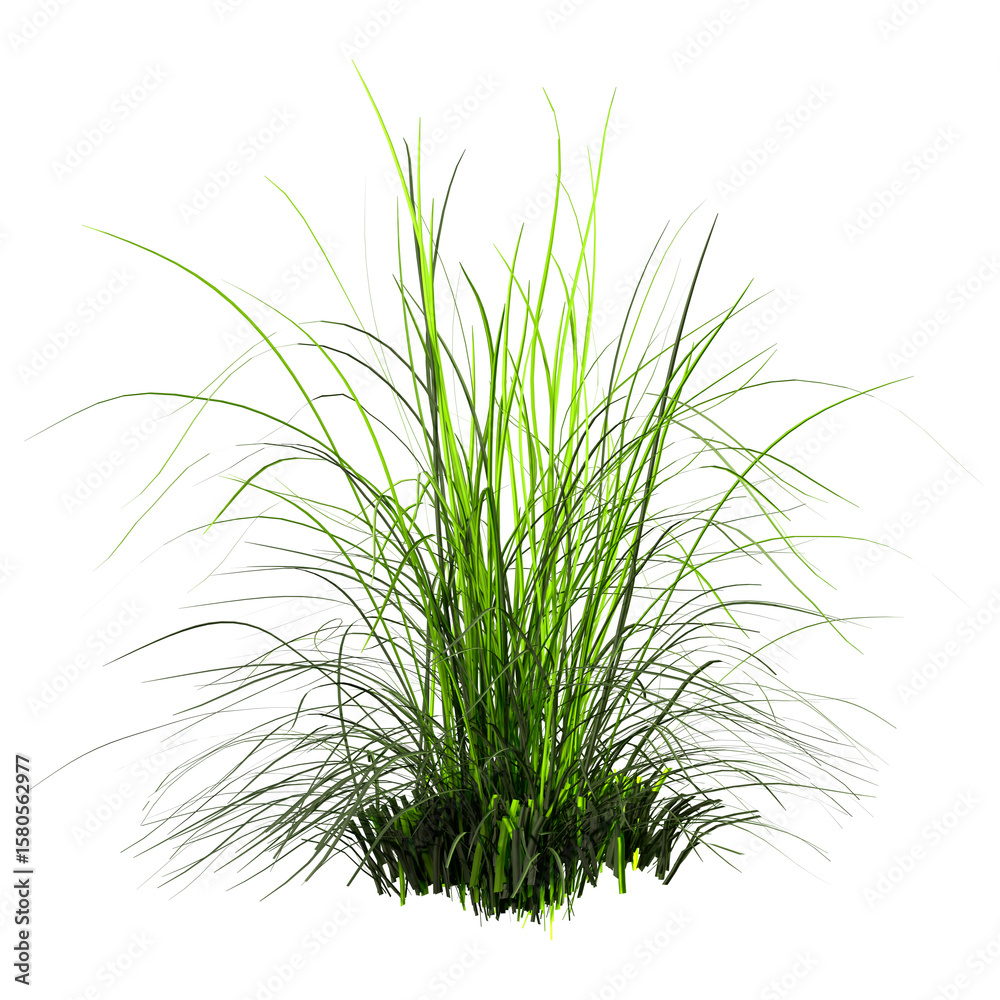 Obraz premium 3D Rendering Wallaby Grass on White