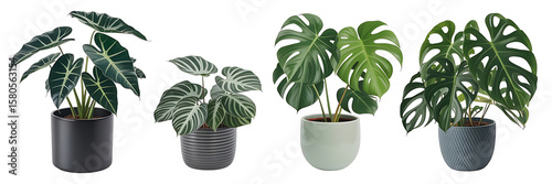 Four potted houseplants including alocasia calathea and monstera plants