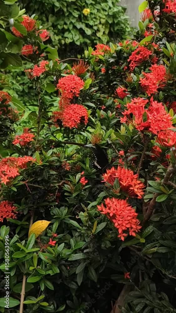 Butterfly on Red Flower in Slow Motion, Peaceful Vertical Nature Video for Social Media Background. Butterfly on Red Flower in Slow Motion, Peaceful Vertical Nature Video for Social Media Background.