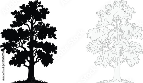Silhouette and outline of a large deciduous tree with detailed branches and foliage isolated on white background. EPS-10.