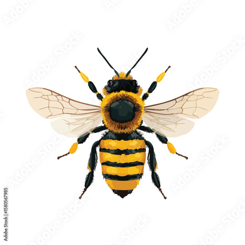 bee on white background